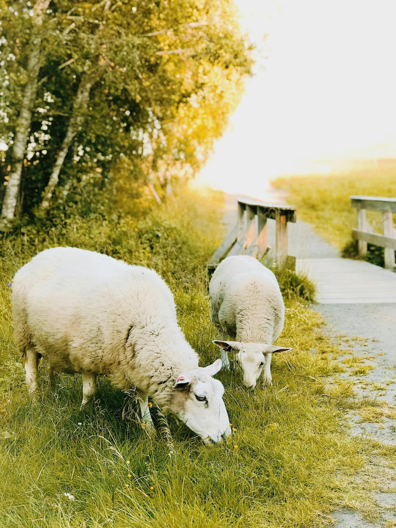 Sheep