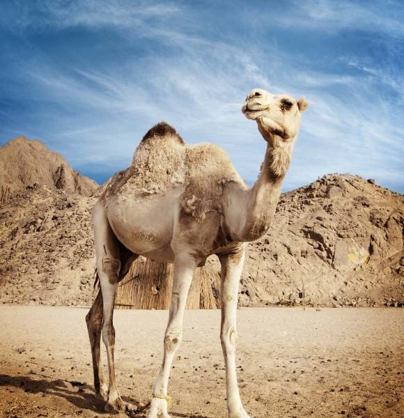 Camel in the desert in Egypt